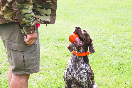 German shorthaired pointer, german kurtshaar with a red ball in the mouth looking at his master