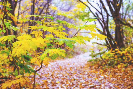 Yellow and green leaves of maple on a young tree near the road in the autumn forestの写真素材