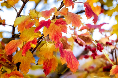 Multicolored yellow and red leaves of guelder rose in autumn on a light backgroundの写真素材