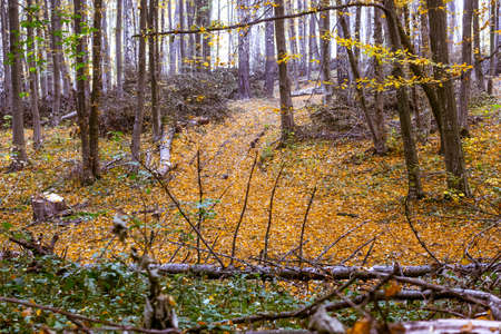Overthrown trees in the old forest in the fallの写真素材