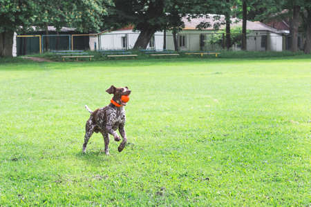 A wonderful young dog of breed German Shorthaired Pointer running on the grass with a ball in his teethの写真素材