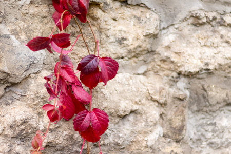 Dark red autumn leaves on the background of a stone wall
