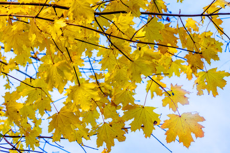 Branches of maple with yellow leaves on the background of light blue sky