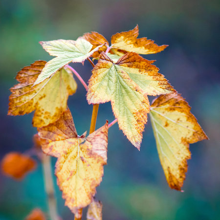 Dry, colored leaves of currants on a blue background. Square format