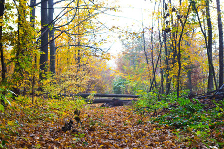 Autumn forest with fallen trees that overlap the road
