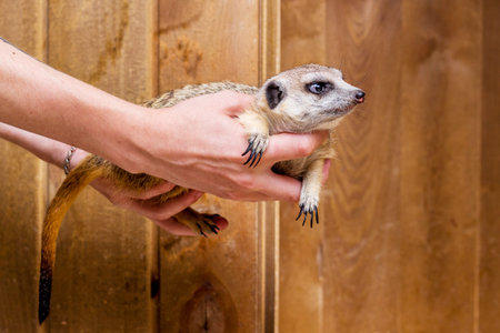 A man holds in the hands of a meerkat