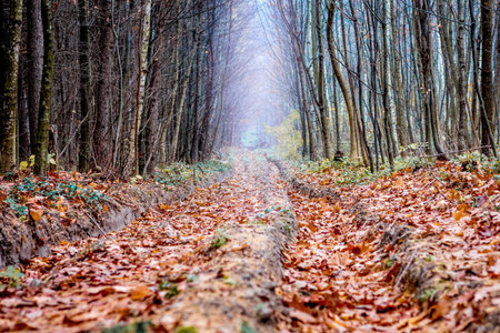 Soil road with deep tracks in the autumn forest. Dry leaves on the road in the forest in the fall