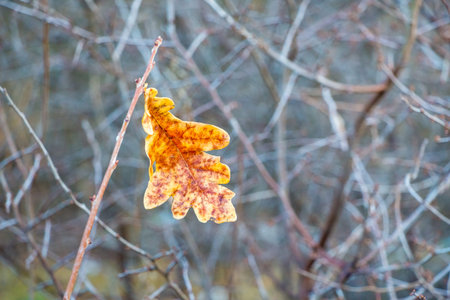 A lone orange oak leaf on a tree branch in the autumn