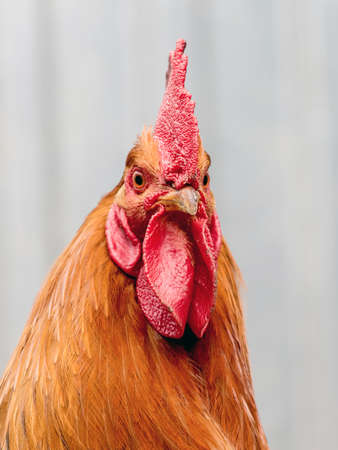 Portrait of an orange cock close-up on a gray blurry backgroundの写真素材