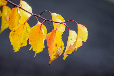 Yellow and orange autumn leaves on a dark background
