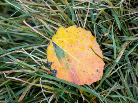 A multicolored dry autumn leaf is on the grass