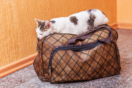 The white cat is on a suitcase. Waiting for the train at the train station. Passenger with a suitcase while travelingの写真素材