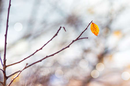 Lonely yellow leaf on a bare branch in the autumn forestの写真素材