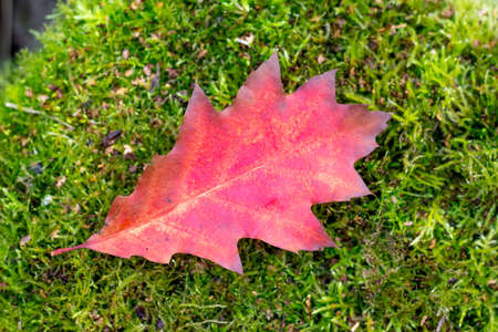 Red leaf oak on green moss in the autumn forestの写真素材