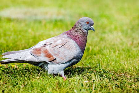 Gray pigeon on green grass in sunny weatherの写真素材
