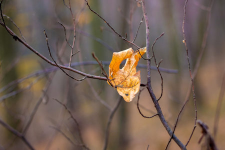 Orange dry maple leaf on a tree branch, the concept of loneliness