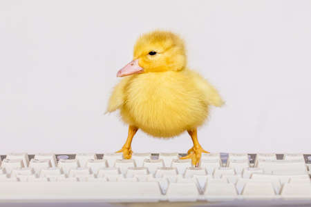 A small yellow duck on the computer keyboard. Work in the office at the computerの写真素材