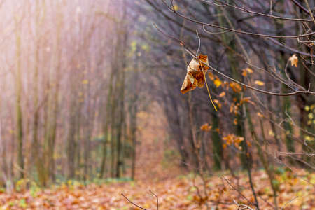 Branch with dry brown leaves on the background of trees in the forest in the fall. The road is in the autumn forestの写真素材