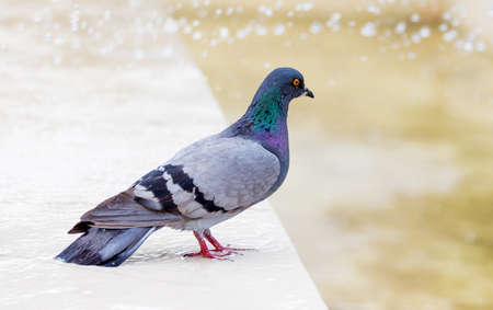 A beautiful pigeon near the water of the fountain in sunny weatherの写真素材