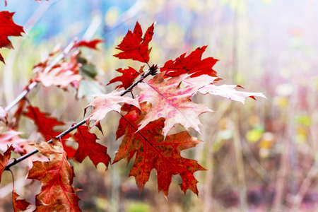 Multicolored autumn leaves of red oak on a light backgroundの写真素材