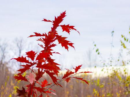 Branch with red autumn leaves of oak in the forest on the background of the skyの写真素材