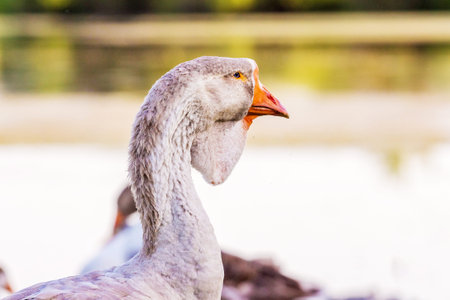 Portrait of a goose near the river backgroundの写真素材