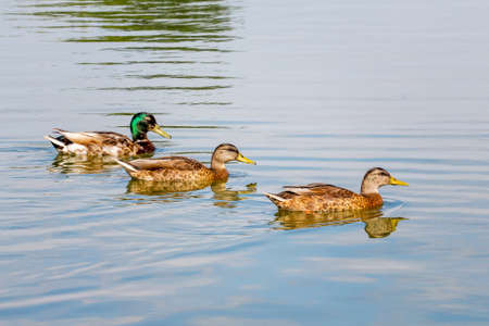 Domestic ducks float along the river in sunny weatherの写真素材