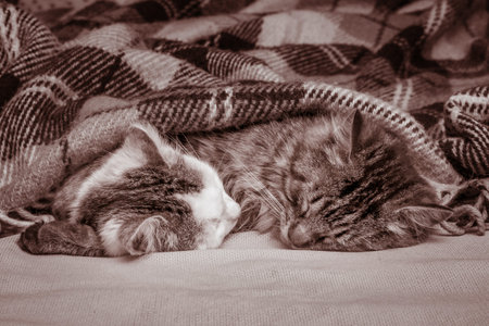 Two cats sleep under a plaid at night