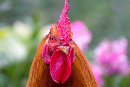 Portrait of a close-up of a brown cock in the garden among the flowers on a blurry background