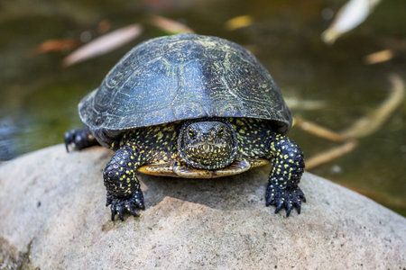 Black turtle sits on a pebble in a river, the front view