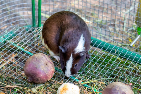 Guinea pig in the cage near the food