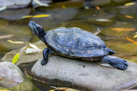 A black turtle sits on a stone in the water