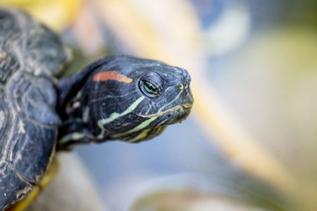 Head turtle close up. Turtle is a symbol of wisdom