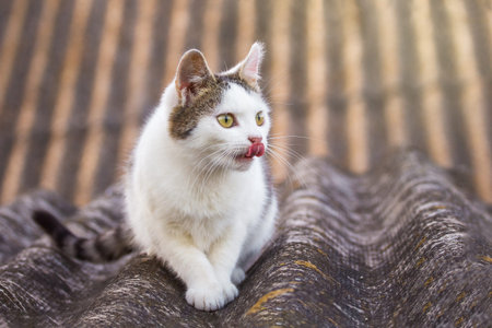 Beautiful white cat sitting on the roof of the house
