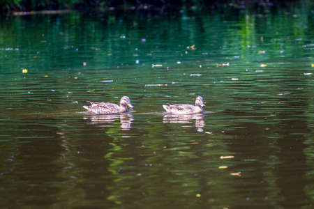 Two ducks float along a river with dark water