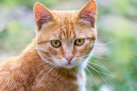 Orange cat with a clear look close-upの写真素材