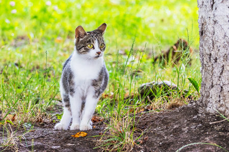 White spotted cat on grass near tree in park