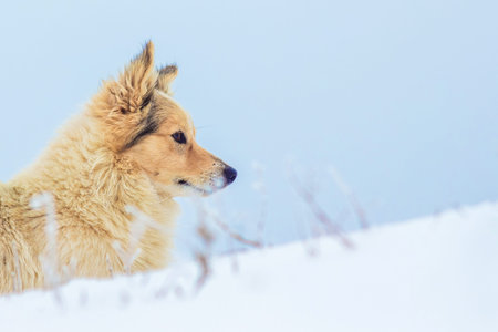 Dog with light wool in the winter on a blue sky background. Copy space