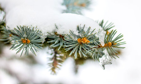 Branch of spruce is covered with snow close-up