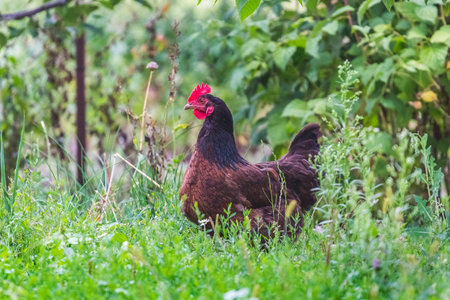Black and brown chicken in the farm garden in summer