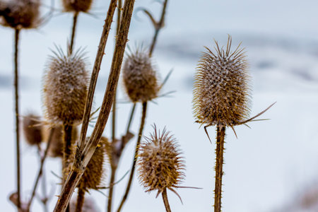 Dry thistle branches against snow background in winter