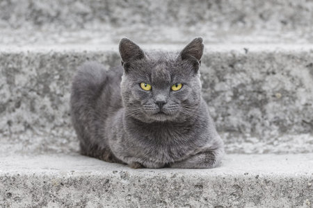 A gray cat with yellow eyes sits on the concrete stairs of the house