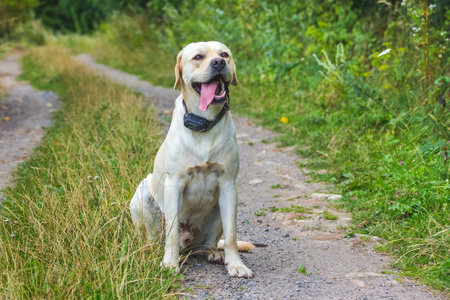 A young Labrador breed dog sits on a forest path