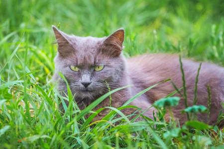 A gray cat with a harsh, menacing look sits in the grassの写真素材