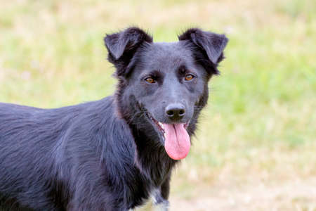Black dog with focused look on blurred backgroundの写真素材