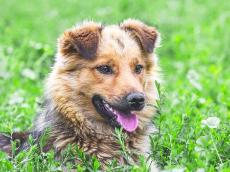 Closeup portrait of a brown dog with an interesting look. The dog sits in the grassの写真素材