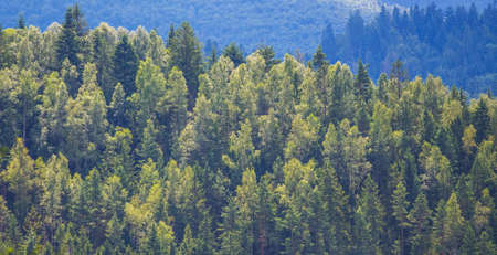Background of trees of different rocks growing in the mountainsの写真素材