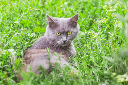 Portrait of a gray cat with a stern look. The cat sits in the grassの写真素材