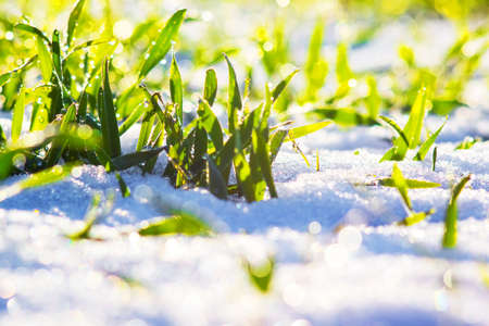 Green grass under the snow in sunny weather. Snow in the spring.のeditorial素材