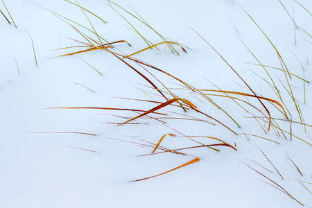 The dry grass looks out from under the snow coverの写真素材